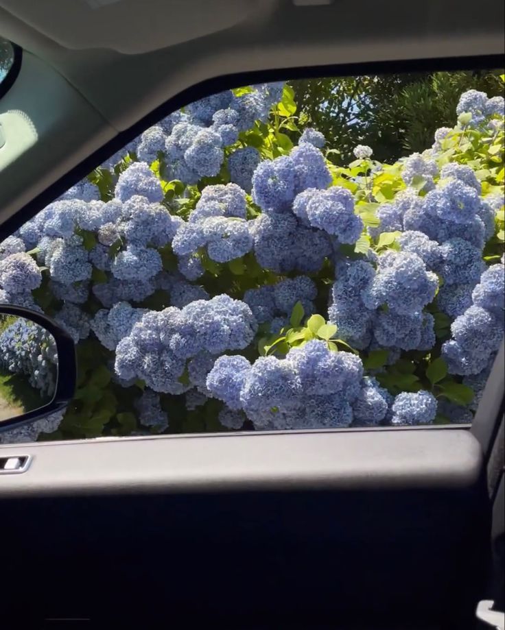 blue flowers are growing on the outside of a car window in front of a rear view mirror