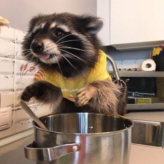 a raccoon in a yellow shirt standing on its hind legs over a pan