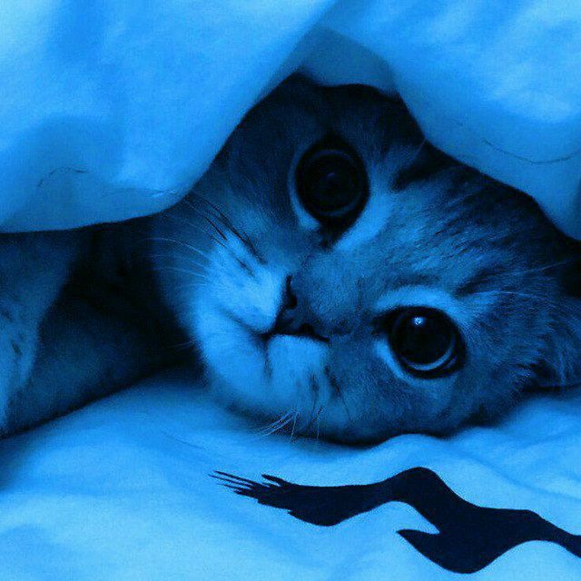 a cat peeking out from under a blanket