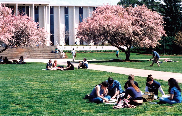 several people sitting on the grass in front of a building with cherry blossom trees around them