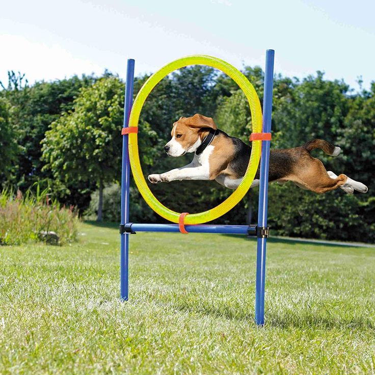 Pet Prime Dog Outdoor Agility Ring Dog Puppy Exercise & Agility Training Equipment 21.7   in Diameter Obstacle Course For Dogs, Dog Agility Training, Dog Ball Launcher, Pet Station, Dog Training Equipment, Agility Training For Dogs, Agility Training, Dog Ball, Bear Dog