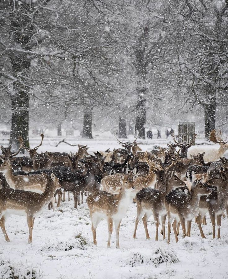 a herd of deer standing on top of a snow covered forest filled with lots of trees