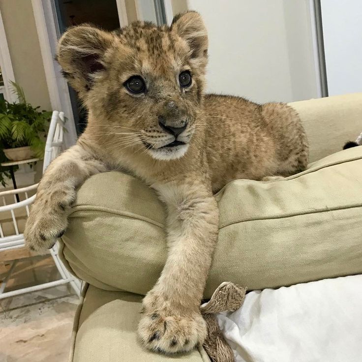 a baby lion laying on top of a couch