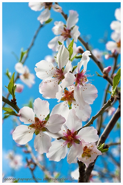 some white and pink flowers on a tree