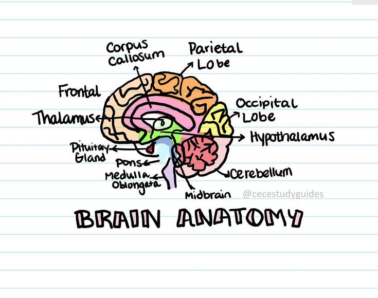 a drawing of the human brain on lined paper with words written below it that read'brain anatomy '