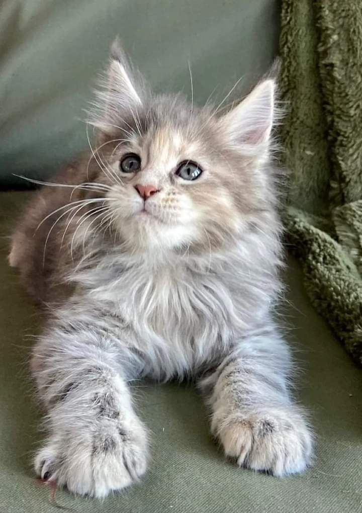 a small gray kitten laying on top of a couch