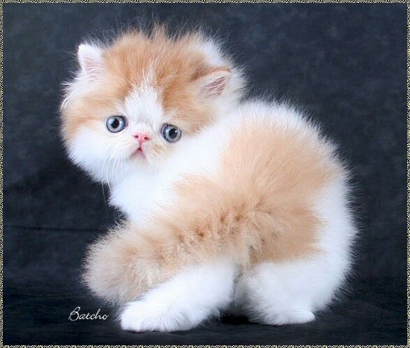 an orange and white kitten with blue eyes