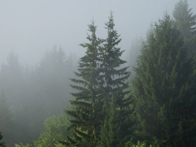 trees in the fog on a misty day