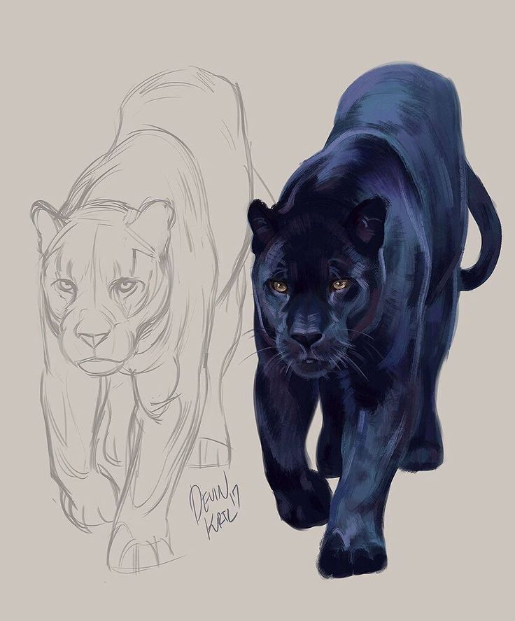 a drawing of a black panther and an image of a leopard on a gray background