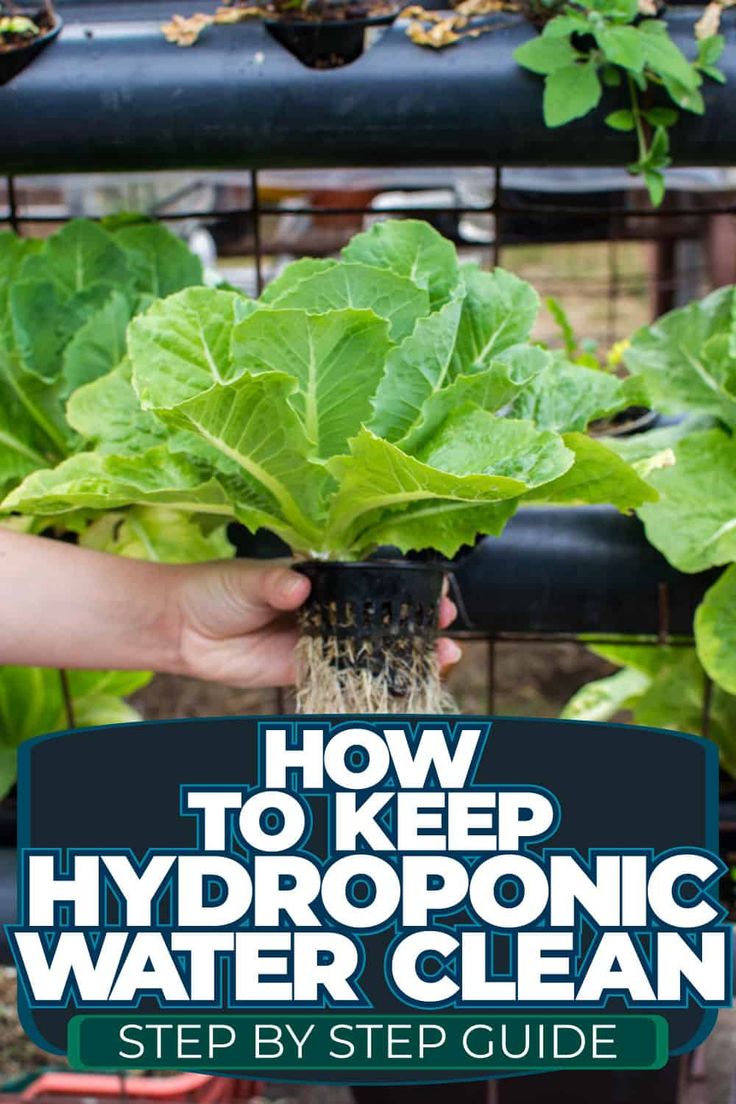 Hydroponic Water Maintenance: Step-by-Step Guide Hydroponic Drip System, Hydroponics Diy How To Build, Kratky Hydroponics Diy, Diy Hydroponics System, Hydroponics Diy Indoor, Hydroponic Gardening For Beginners, Diy Hydroponic Garden Indoor, Hydroponic Blueberries, Best Plants For Hydroponics