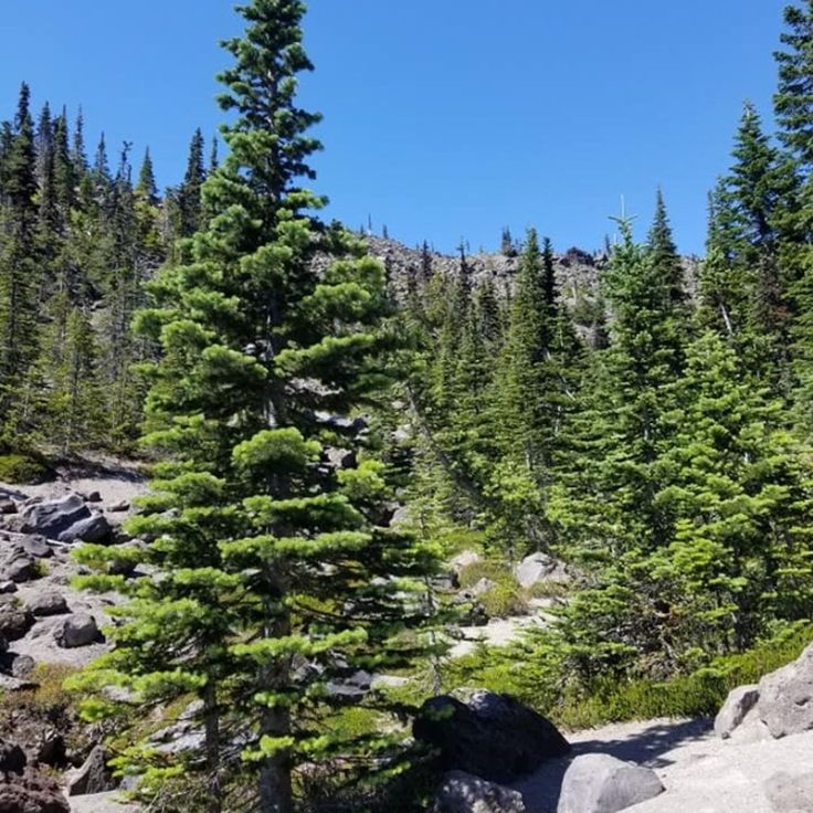 some very pretty trees in the middle of a rocky area with lots of rocks and boulders