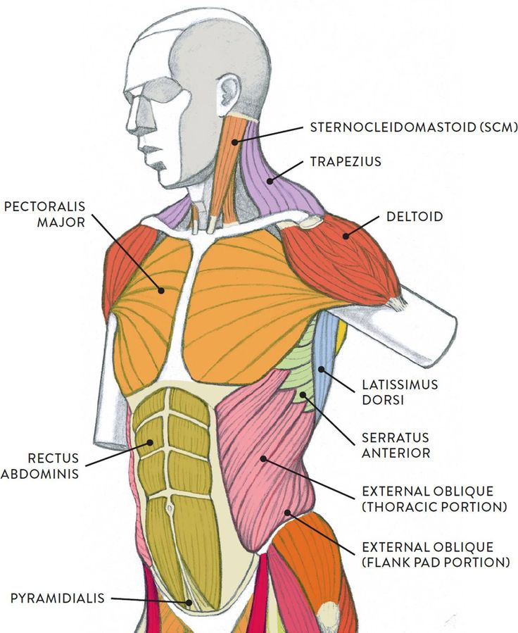 an image of the muscles and their major functions in human body diagram with labels on it