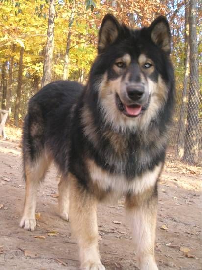 a large black and brown dog standing on top of a dirt field next to trees