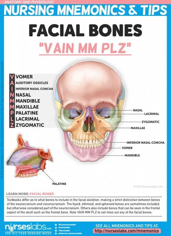 a diagram of the facial bones with labels on it and an image of the skull