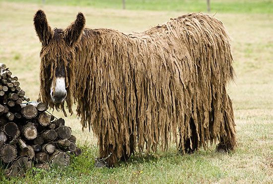 a shaggy brown horse standing next to a pile of logs