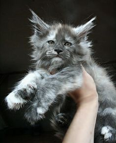 a person holding a kitten up to the camera with their paw on it's chest