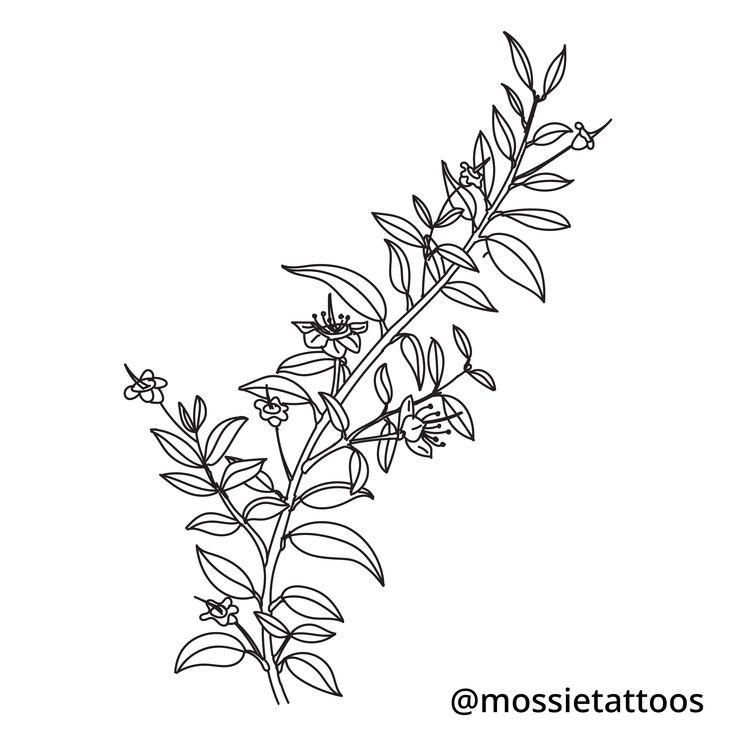 Myrtle Tattoo, Botanical Tattoo Design, Illustration Botanical, Botanical Tattoo, Tattoo Design, Illustration Design, Tattoo Designs, Tattoos, Design