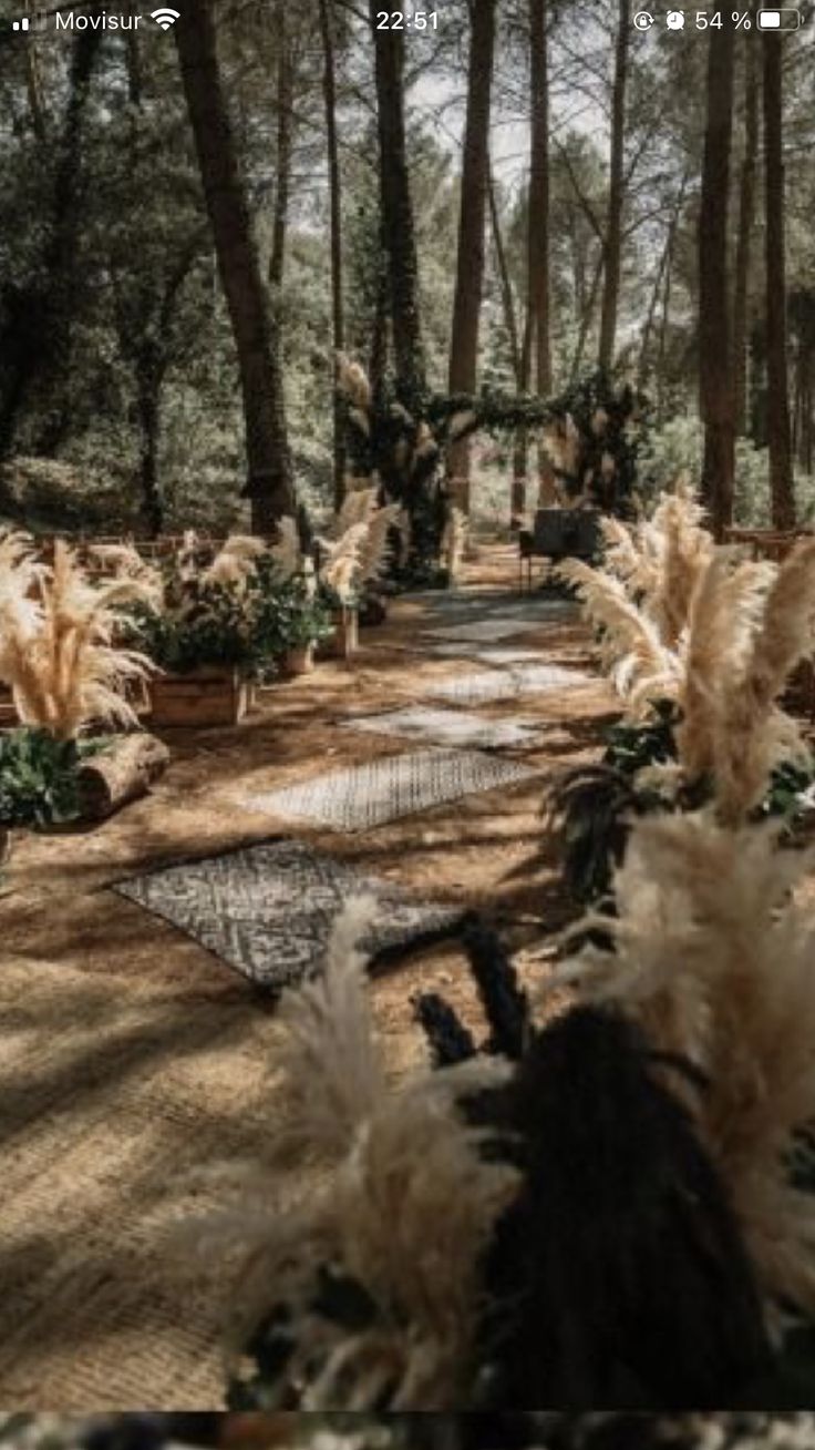 a path in the middle of a forest with lots of tall grass and plants on either side