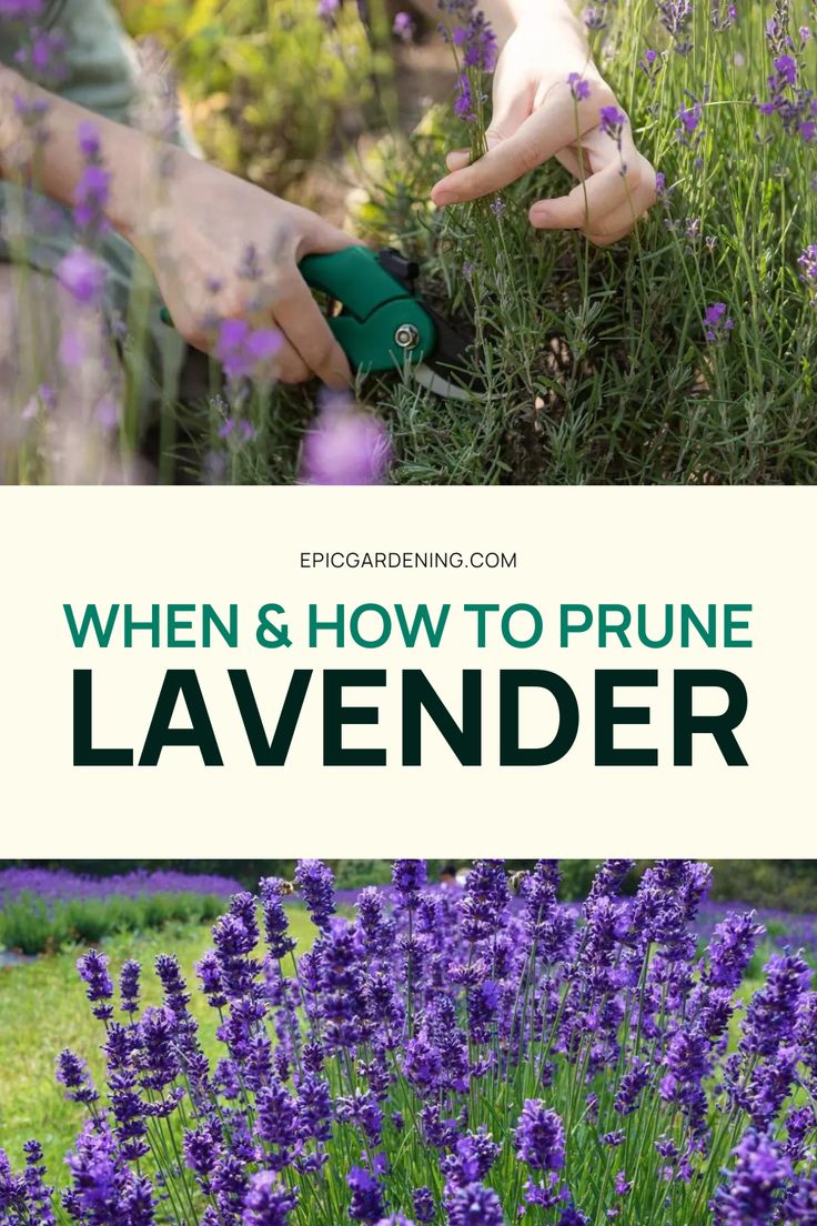 lavender flowers with text overlay that reads when and how to prune lavender