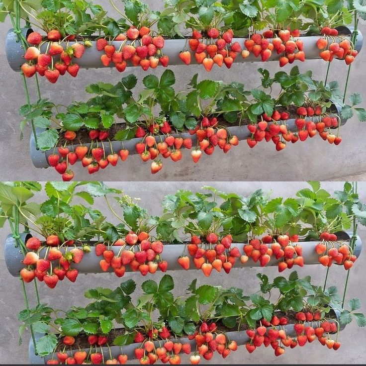 two rows of strawberries growing on the same planter, each with red berries and green leaves