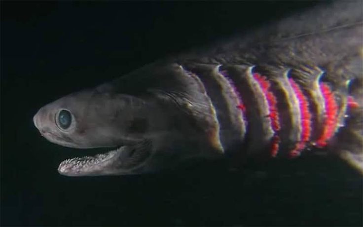 a close up of a fish with its mouth open and teeth wide open in the dark