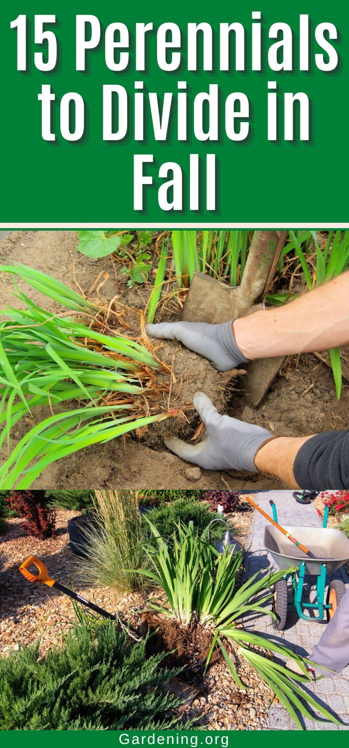 a person digging in the ground with gardening gloves on and text overlay that reads 15 perennials to divide in fall