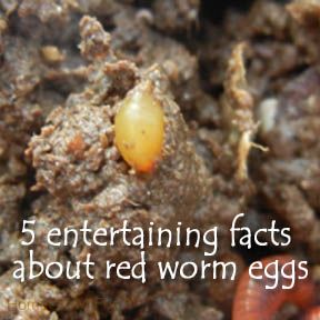 a close up of a bug with the words 5 entertaining facts about bugs and what they eat