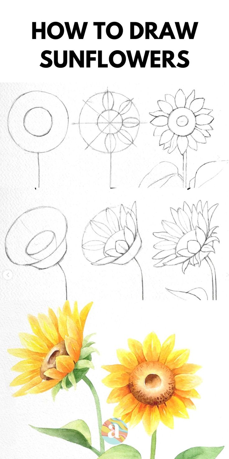 how to draw sunflowers