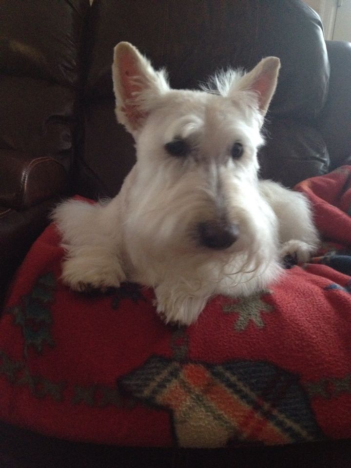 a white dog laying on top of a red blanket