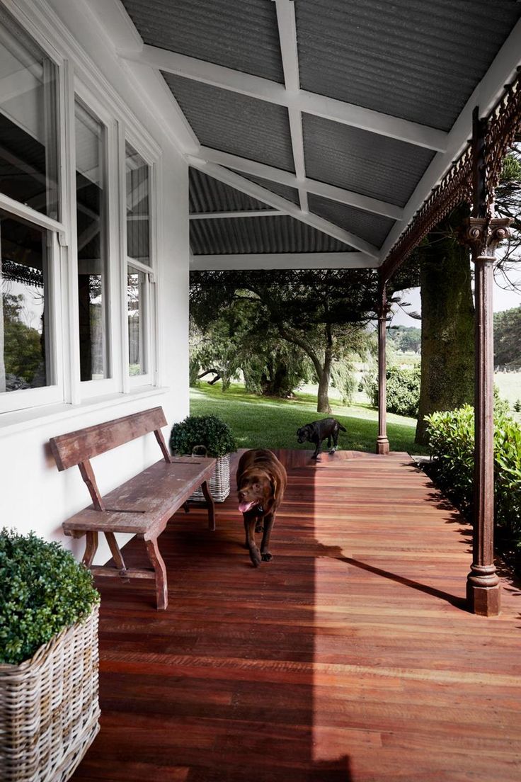 a dog is walking on the porch near a bench and potted planters with plants