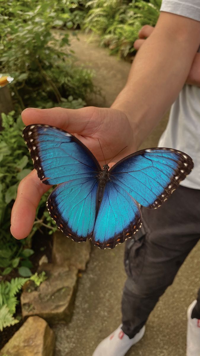 a person holding a blue butterfly in their hand