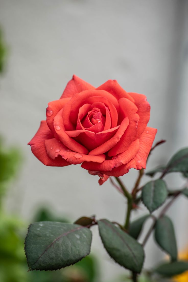 a red rose with water droplets on it's petals and green leaves in front of a white wall