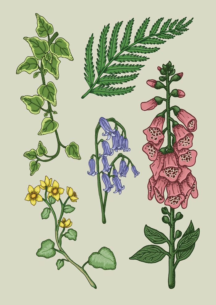 four different types of flowers and leaves