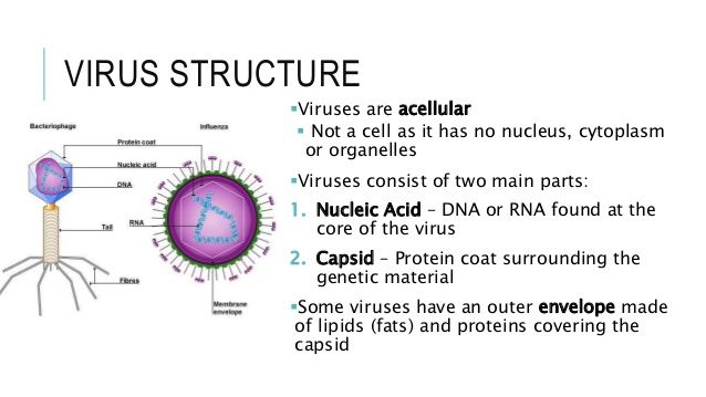 the structure of an animal's body and its structures, including cell lines, cells,