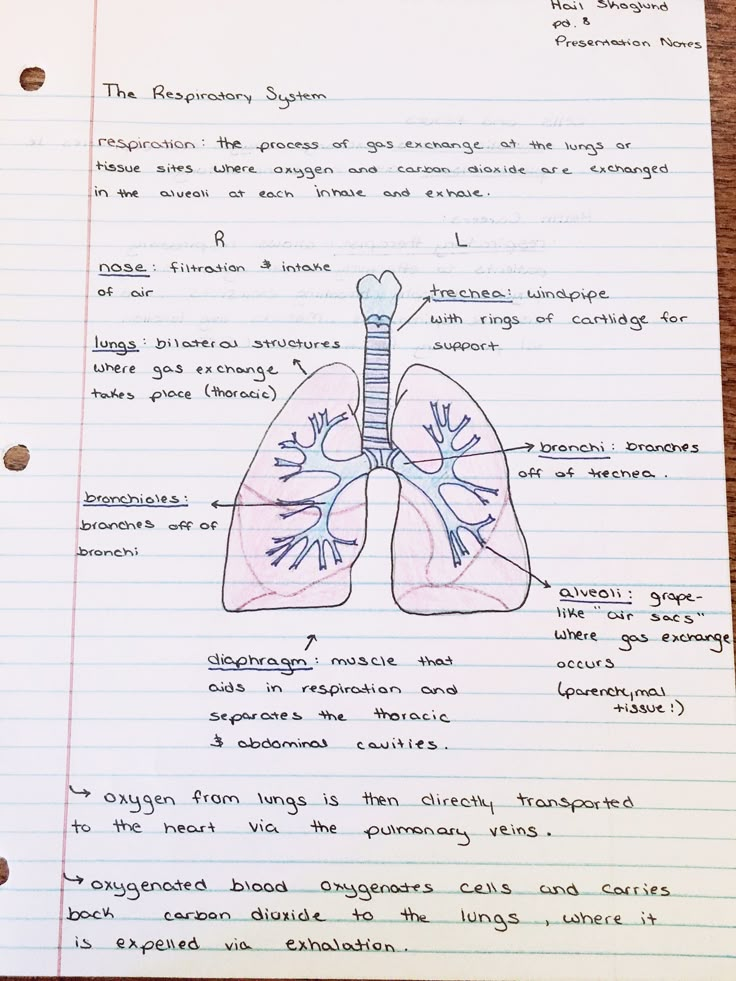 a piece of paper with an image of the lungs on it and some words written in english