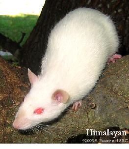 a white rat sitting on top of a tree branch