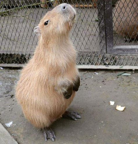 a capybara looking up at the sky while standing on its hind legs in front of a fence