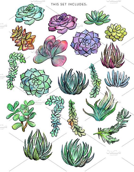 watercolor succulents and plants