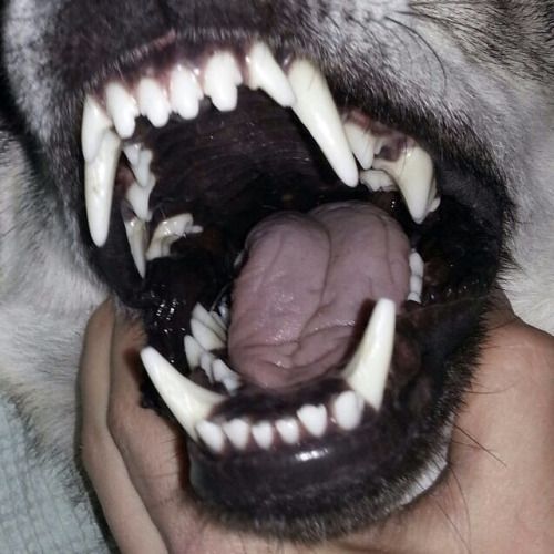 a dog with its mouth open and it's tongue out to bite someones hand