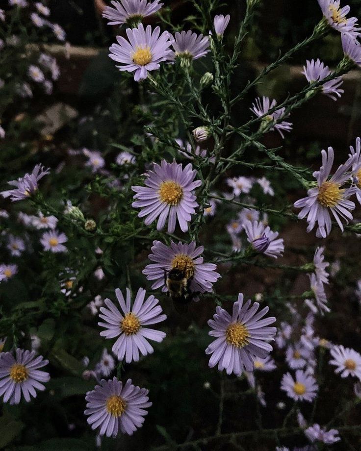 purple flowers with yellow centers are in the foreground