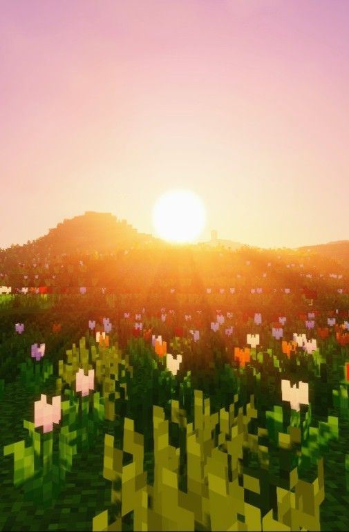 the sun is setting over a field full of flowers