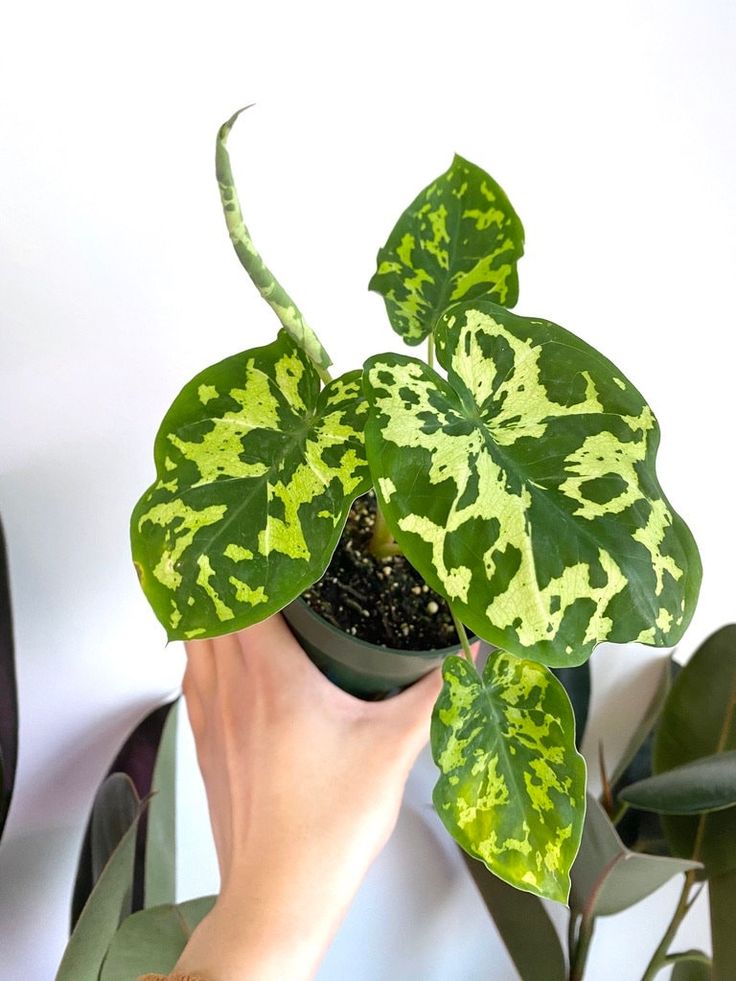 a person holding a potted plant with green leaves