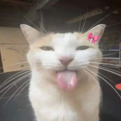 a cat sticking its tongue out with a pink bow on it's head in an office setting