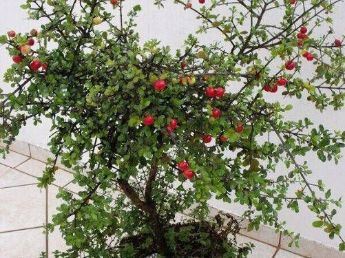 an apple tree with red apples growing on it's branches in a potted planter