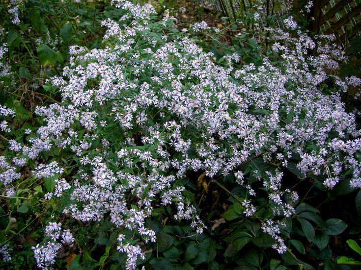 some white flowers are growing in the grass