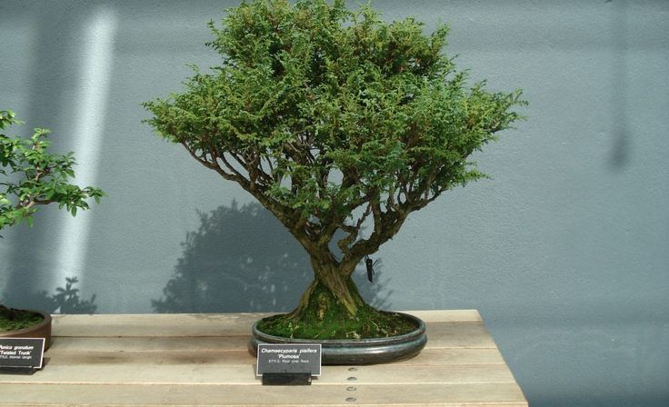 two bonsai trees are on display in a glass case, one is green and the other is brown