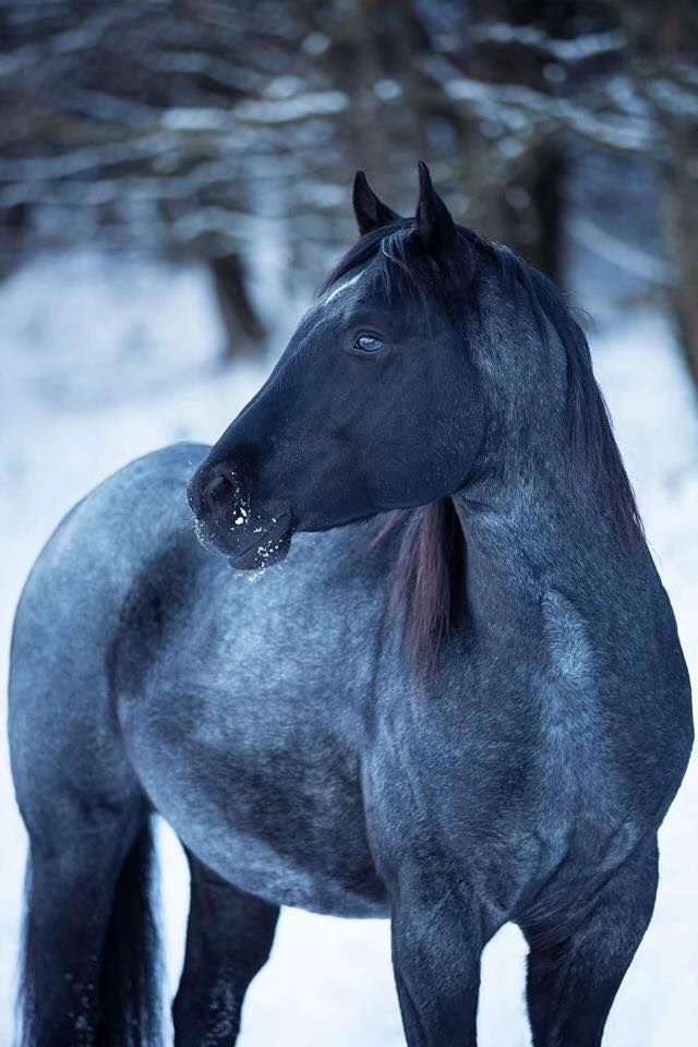 a black horse standing in the snow next to trees