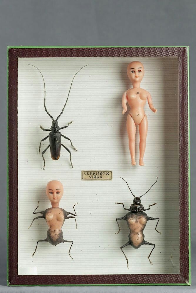 four toy bugs in a shadow box on a table next to a doll and an insect