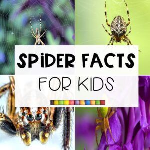 spider pictures with the words spider fact for kids