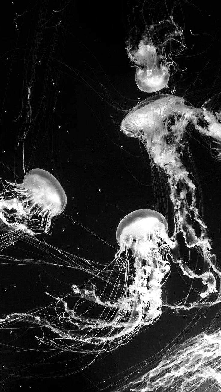 black and white photograph of jellyfish in water